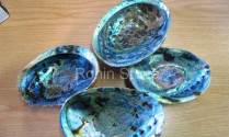 Green Abalone Rough